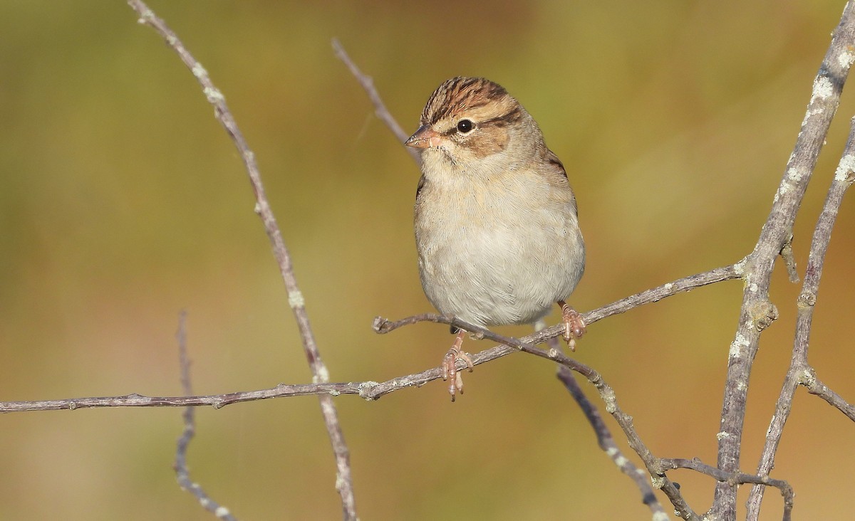 Chipping Sparrow - ML642551210