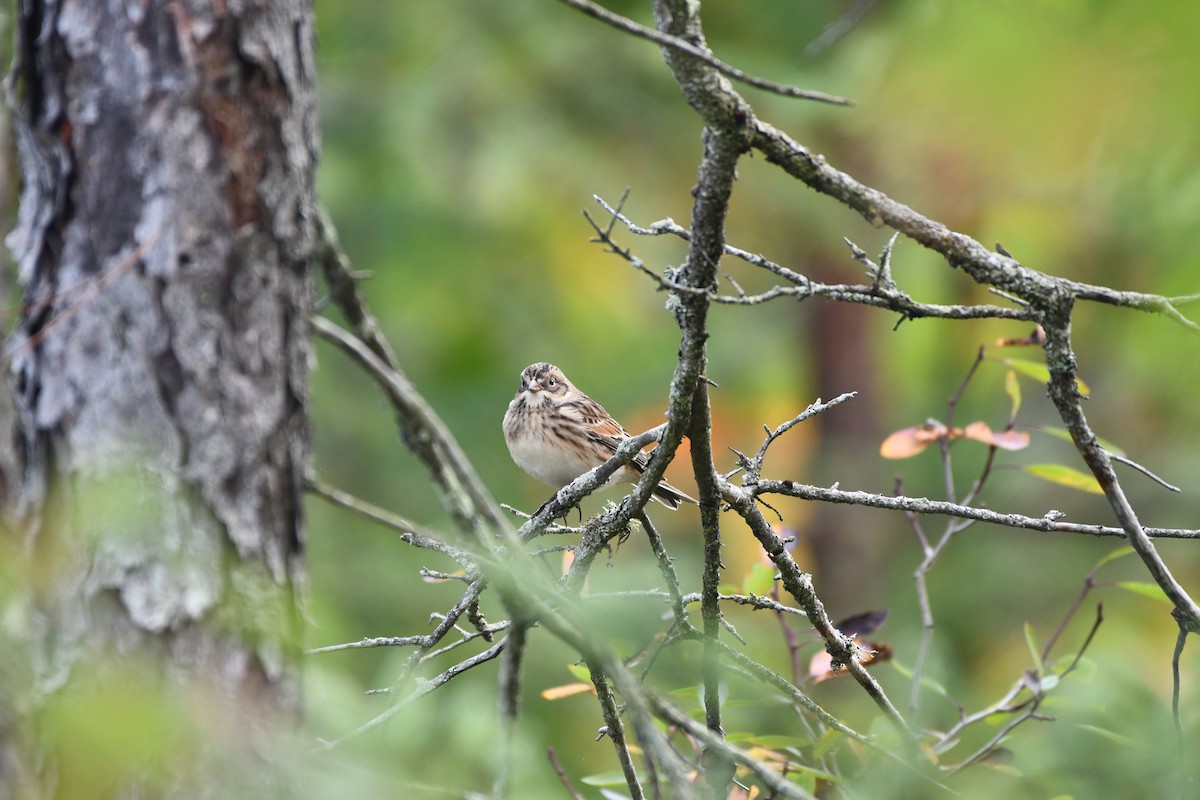 Lapland Longspur - ML642551216