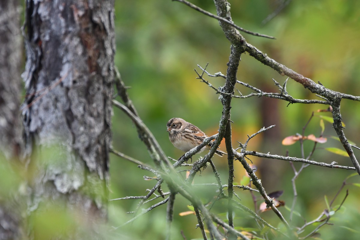 Lapland Longspur - ML642551217