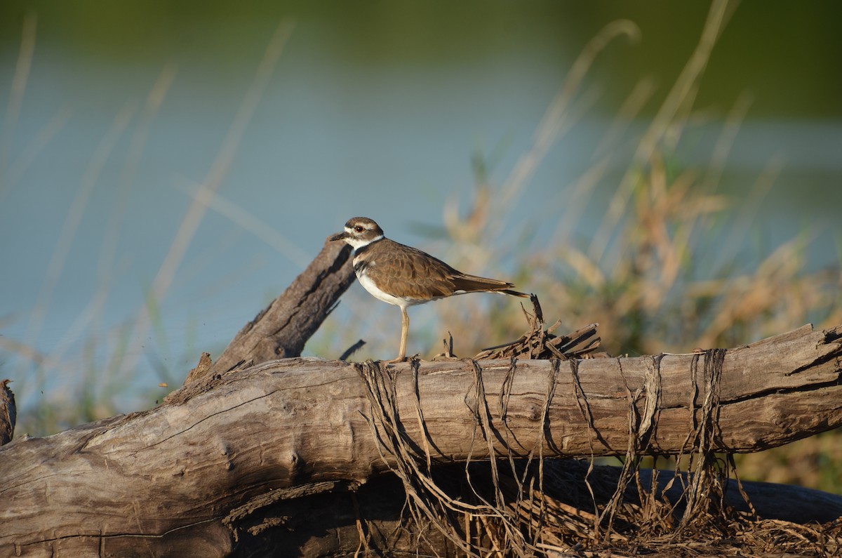 Killdeer - ML642551226