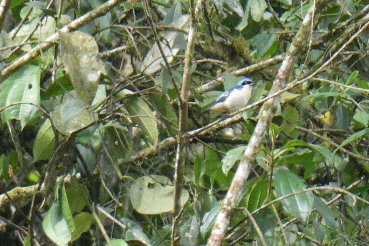 Fawn-breasted Tanager - ML642551233