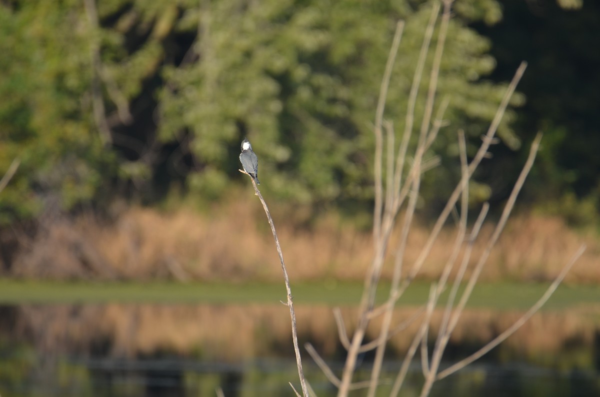 Belted Kingfisher - ML642551245