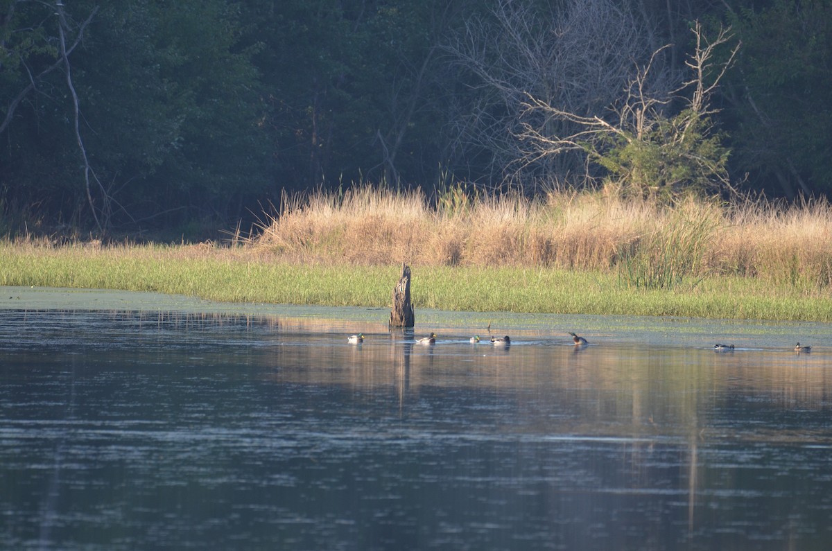 Mallard - ML642551265