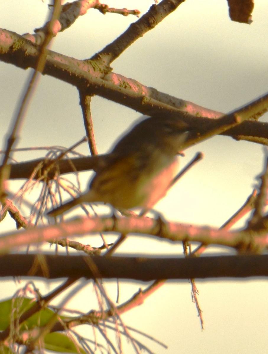 Orange-crowned Warbler - ML642551275
