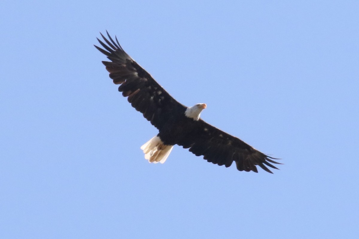 ハクトウワシ - ML642551289