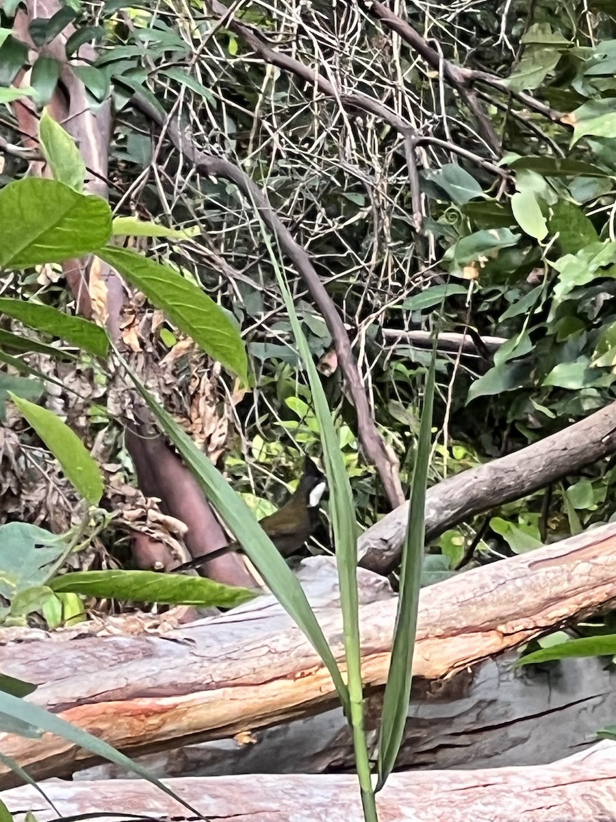 Eastern Whipbird - ML642551291
