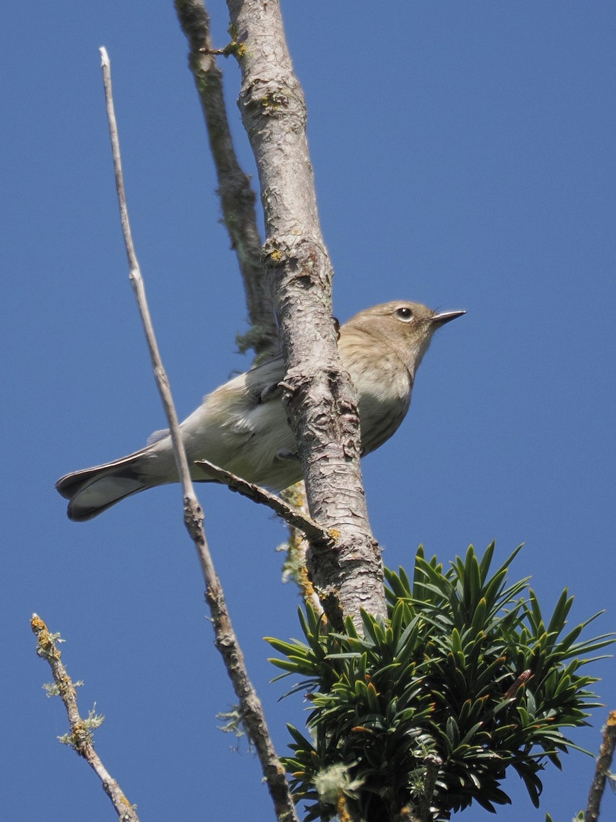 Yellow-rumped Warbler (Myrtle) - ML642551292