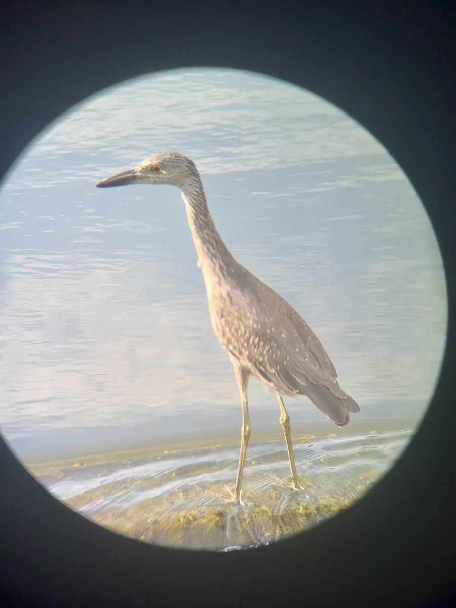 Yellow-crowned Night Heron - ML642551294