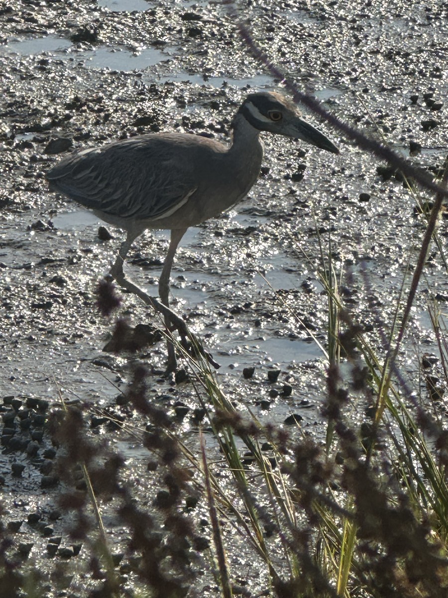 Yellow-crowned Night Heron - ML642551295