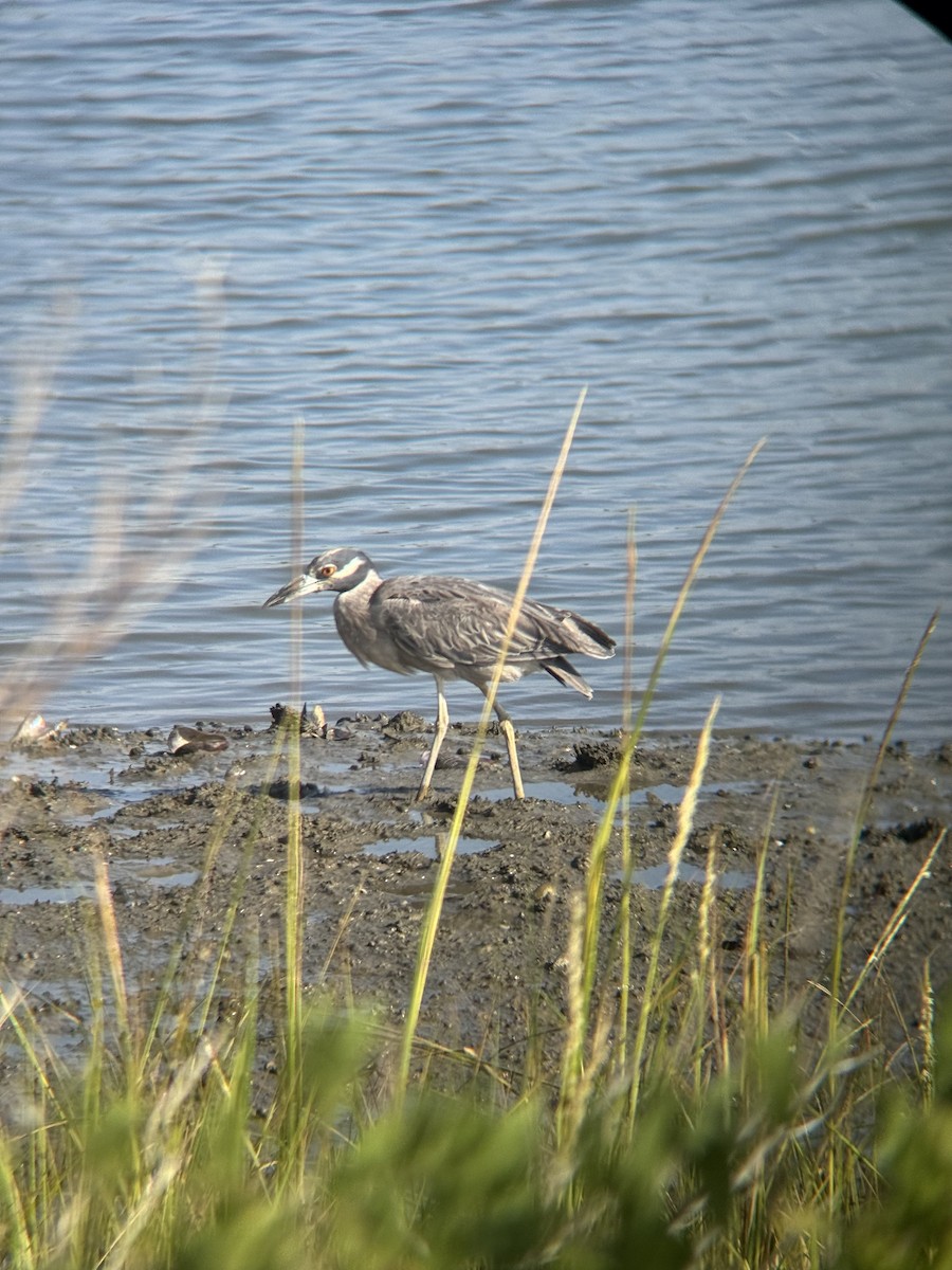 Yellow-crowned Night Heron - ML642551296