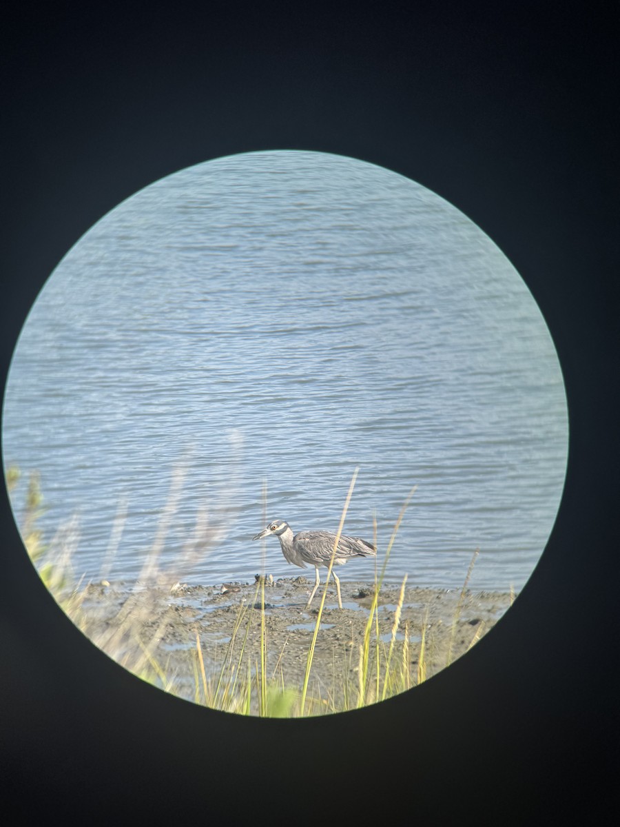 Yellow-crowned Night Heron - ML642551297