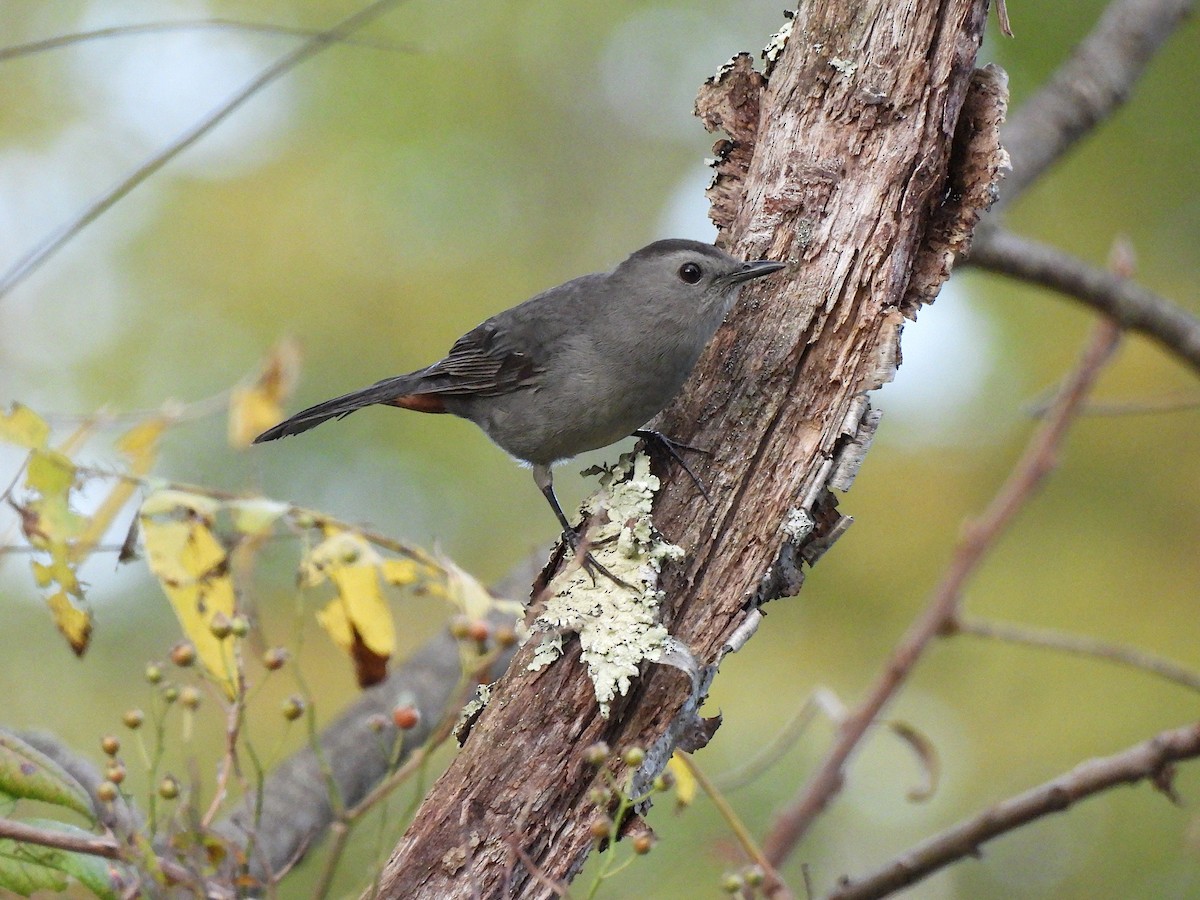 Gray Catbird - ML642551300