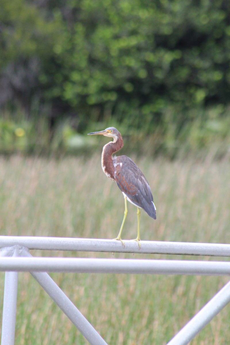 Tricolored Heron - ML642551307