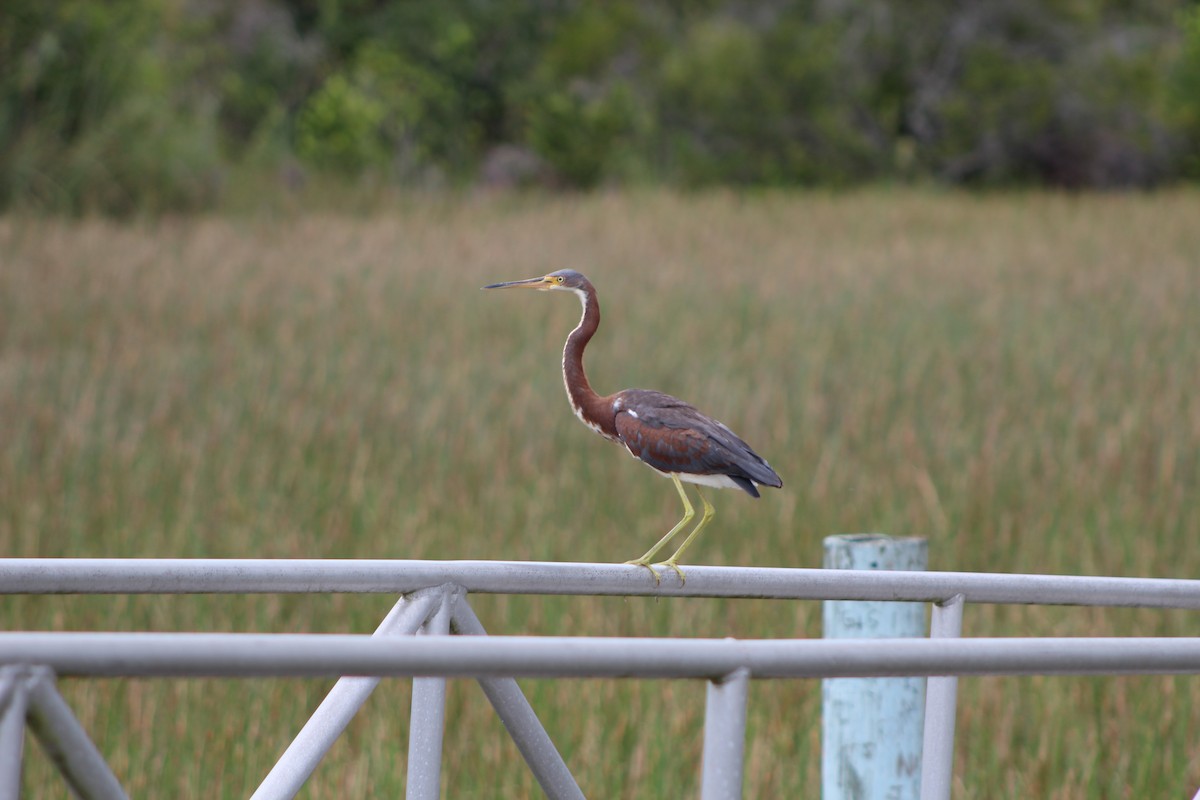 Tricolored Heron - ML642551308