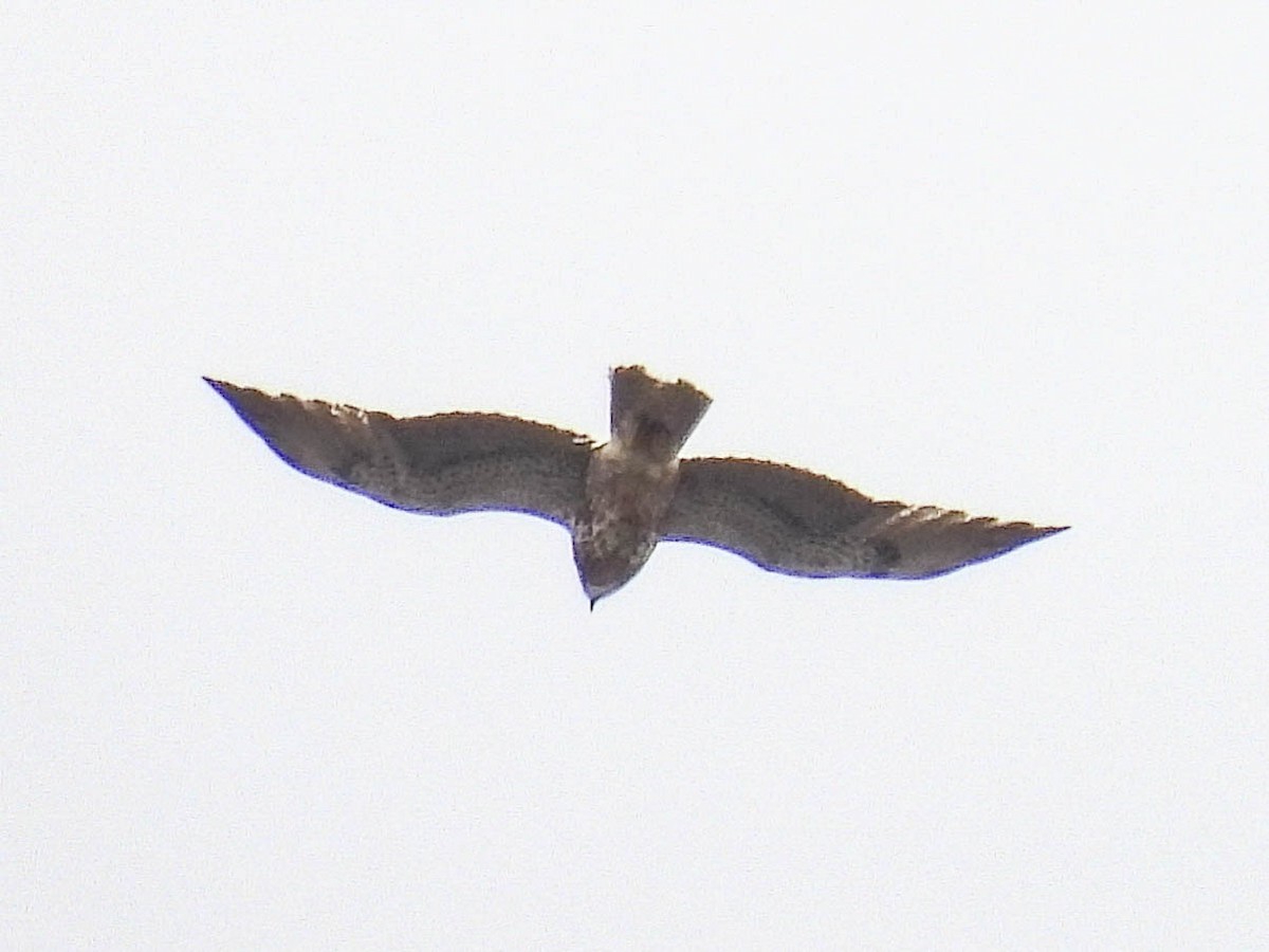 káně bělohrdlá - ML642551309