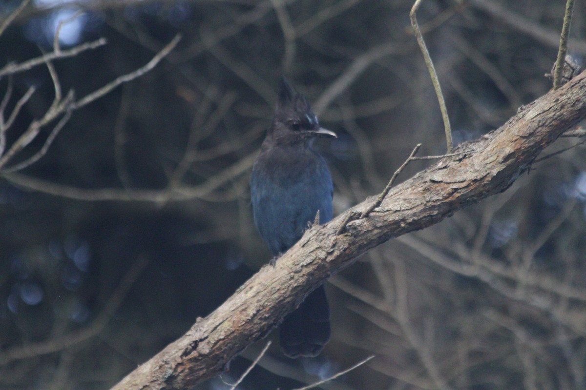 Steller's Jay - ML642551324