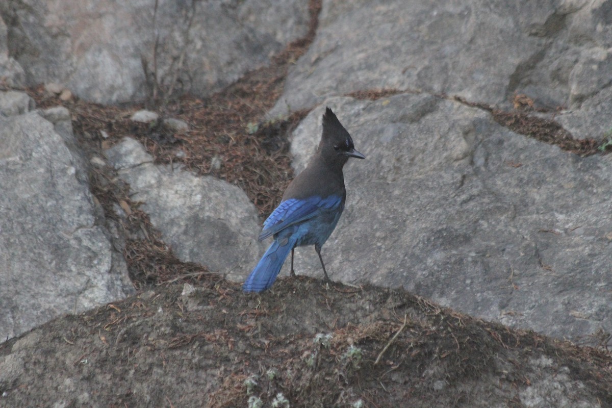 Steller's Jay - ML642551325