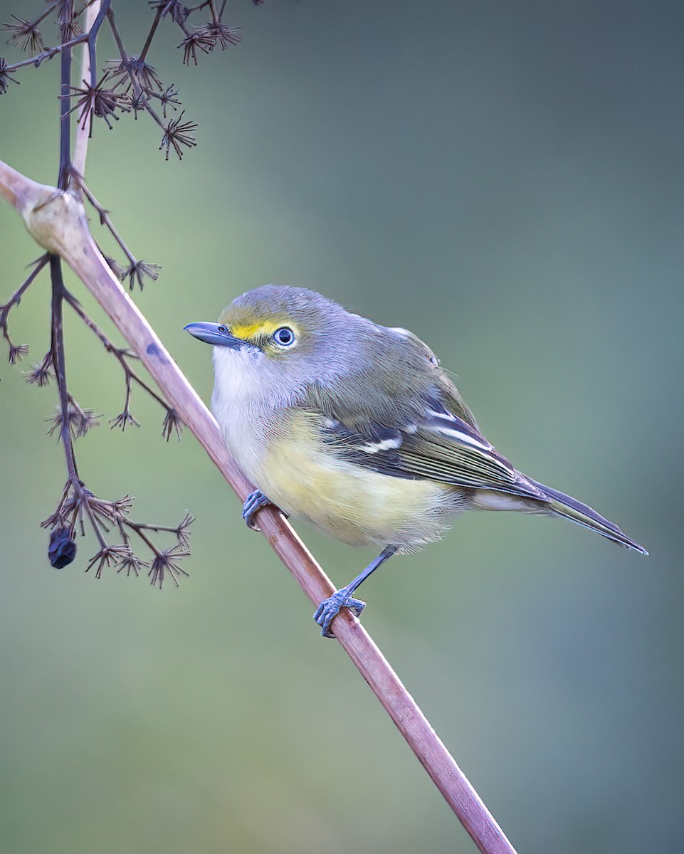 White-eyed Vireo - ML642551326