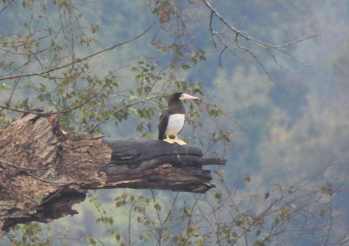 Brown Booby - ML642551329