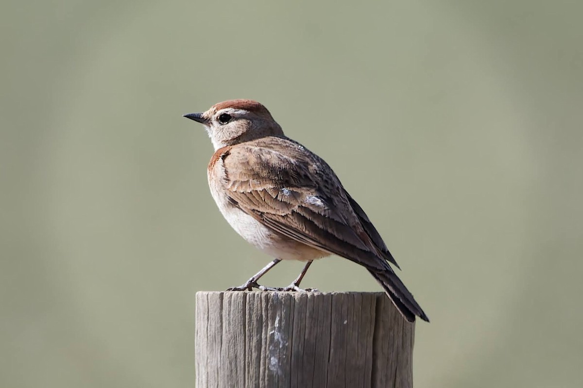 Red-capped Lark - ML642551333