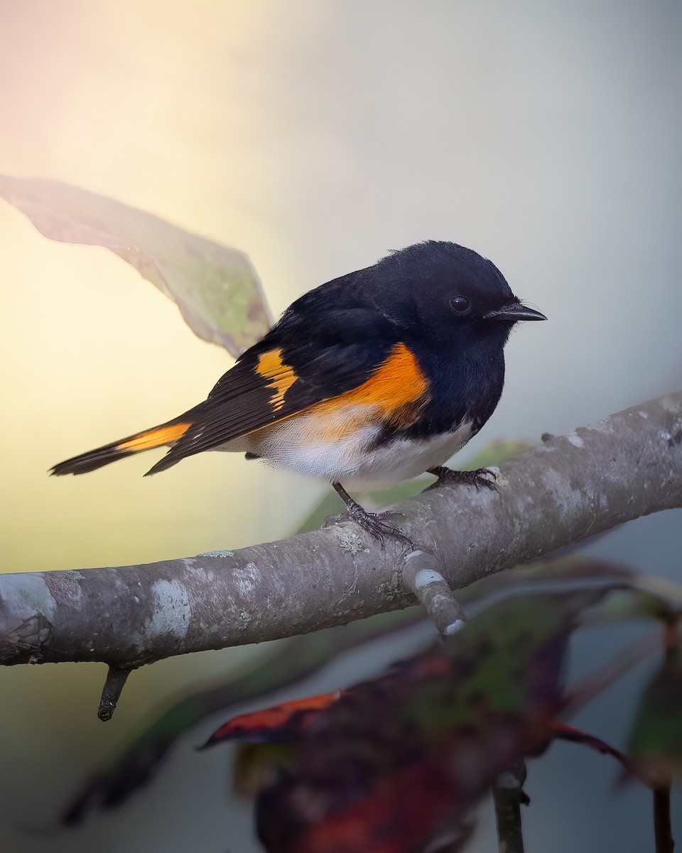 American Redstart - ML642551337