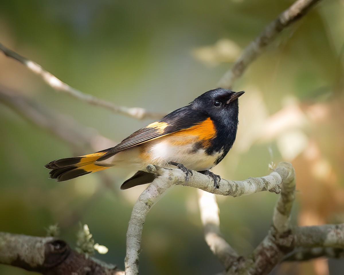American Redstart - ML642551338