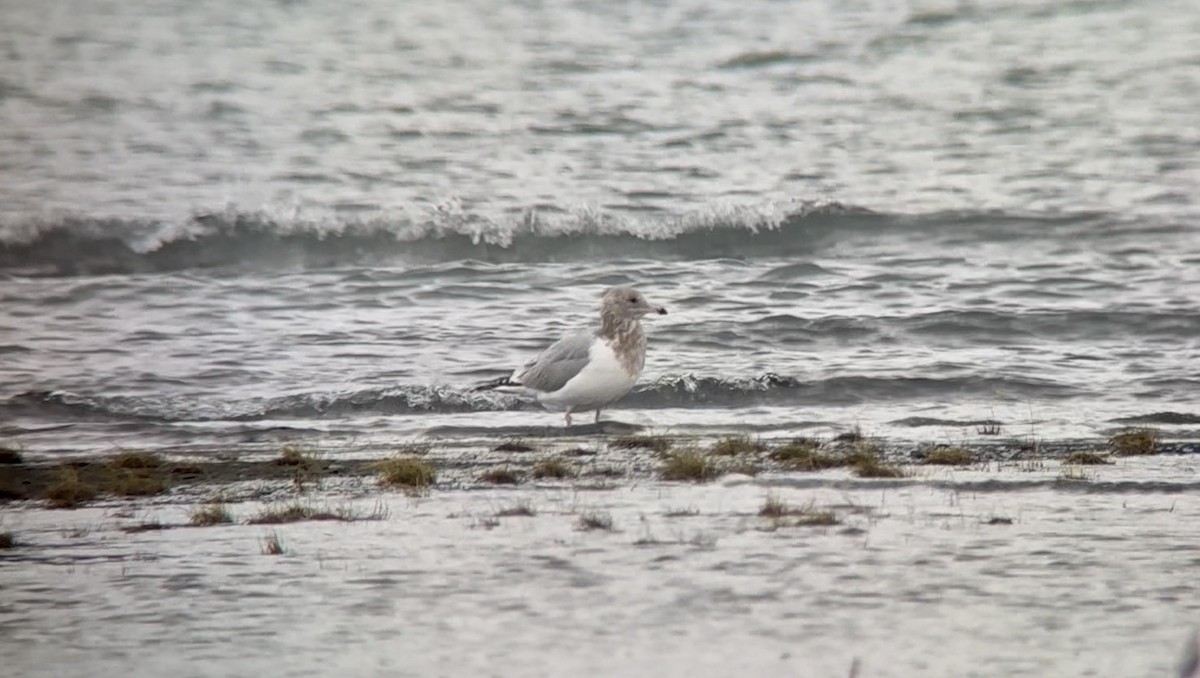gull sp. - ML642551341