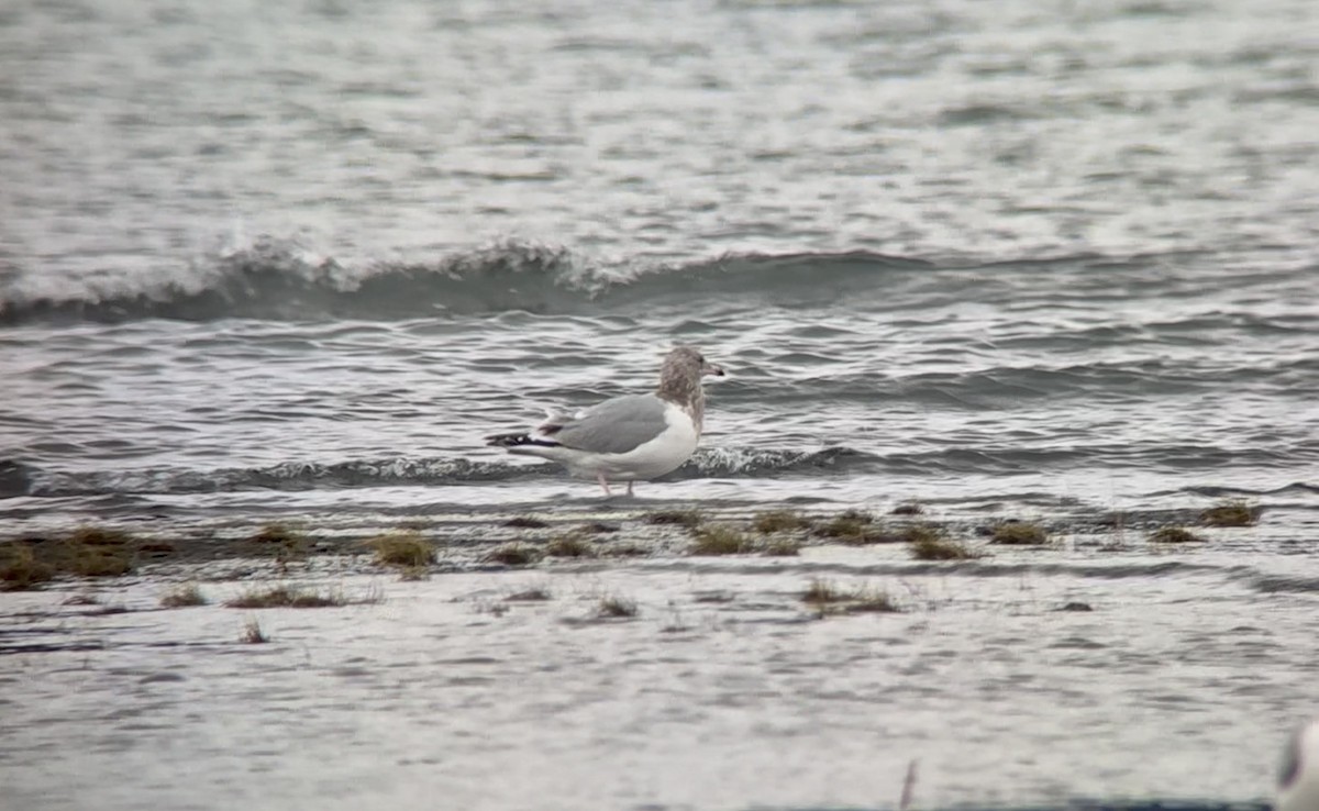 gull sp. - ML642551342
