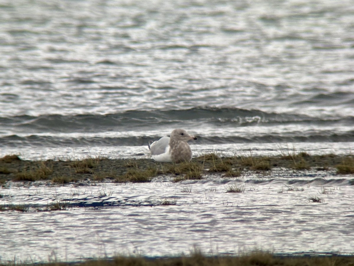 gull sp. - ML642551343