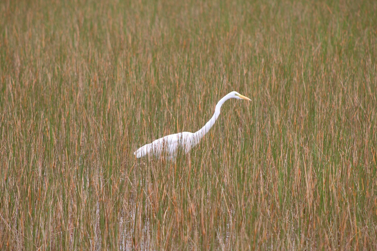 Great Egret - ML642551346