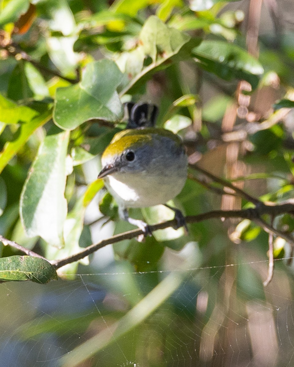 Chestnut-sided Warbler - ML642551356