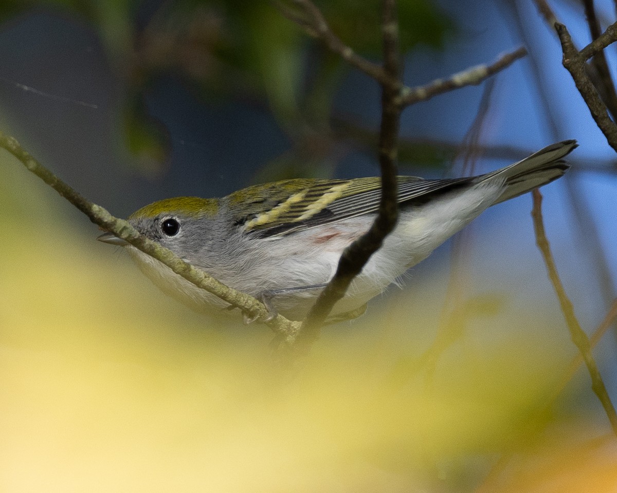Chestnut-sided Warbler - ML642551357