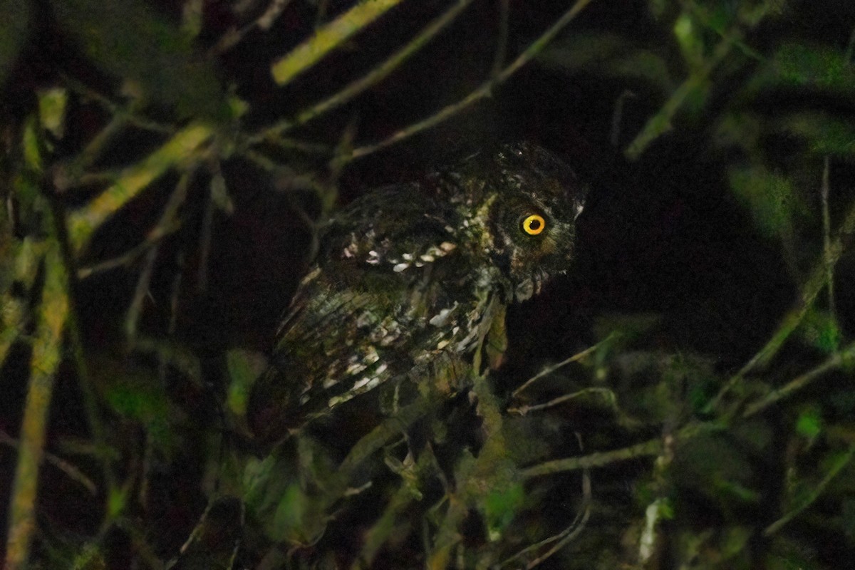 Whiskered Screech-Owl - ML642551359
