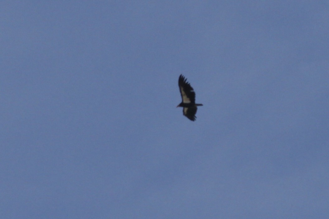 California Condor - ML642551363