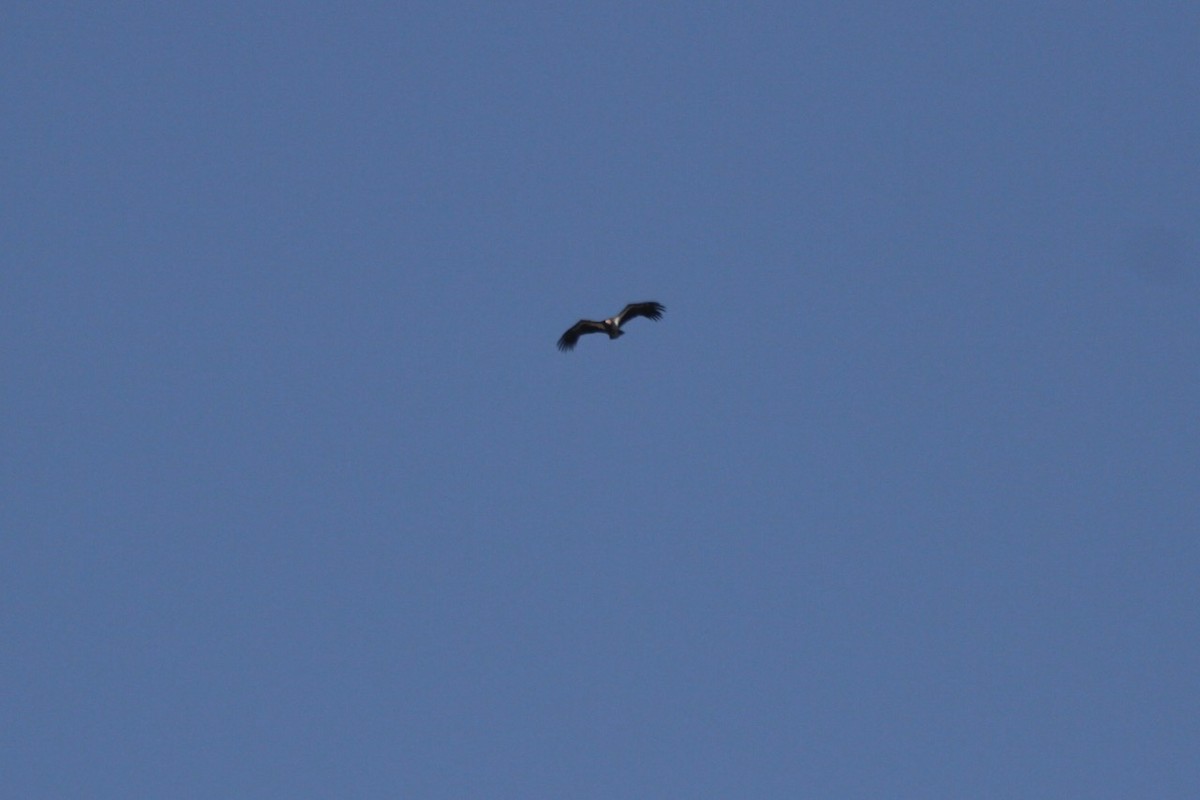 California Condor - ML642551365