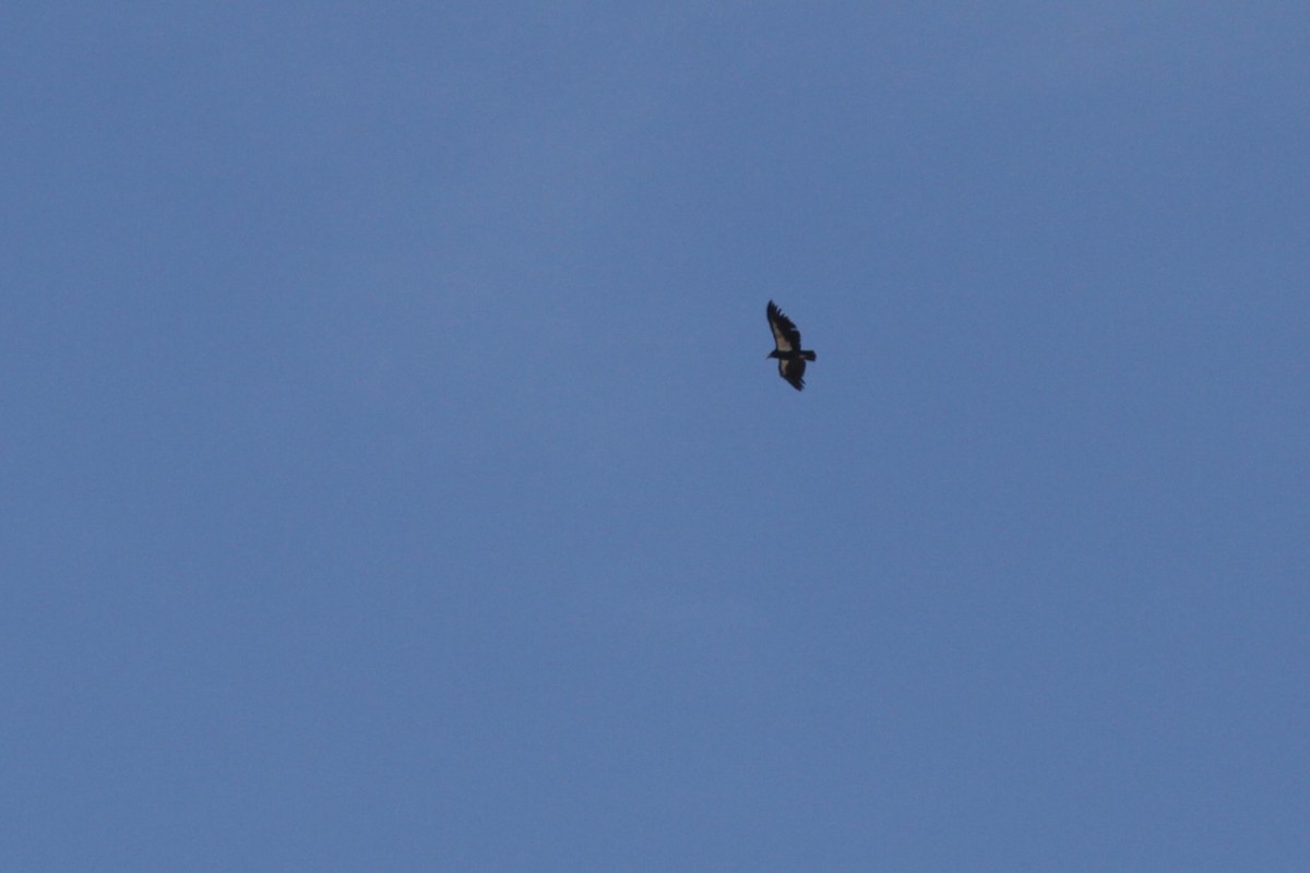 California Condor - ML642551366