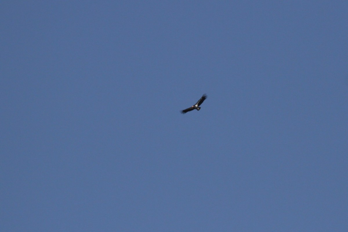 California Condor - ML642551367