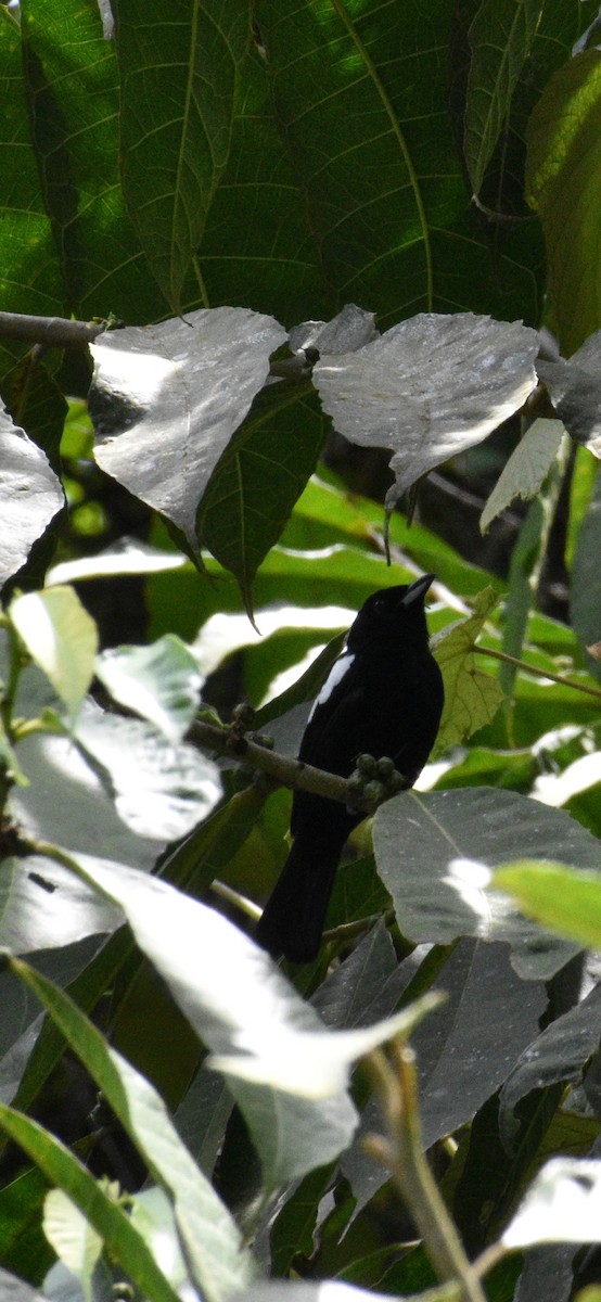 White-shouldered Tanager - ML642551369