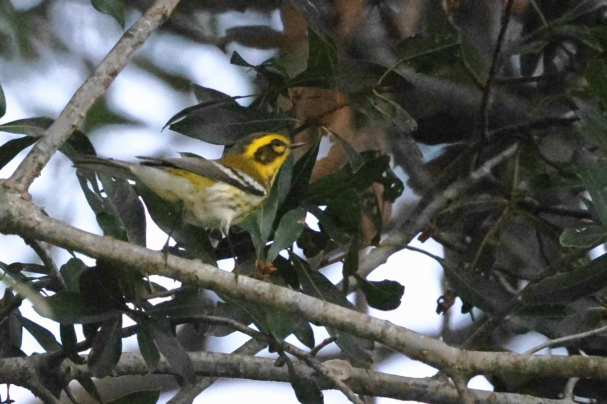 Townsend's Warbler - ML642551409