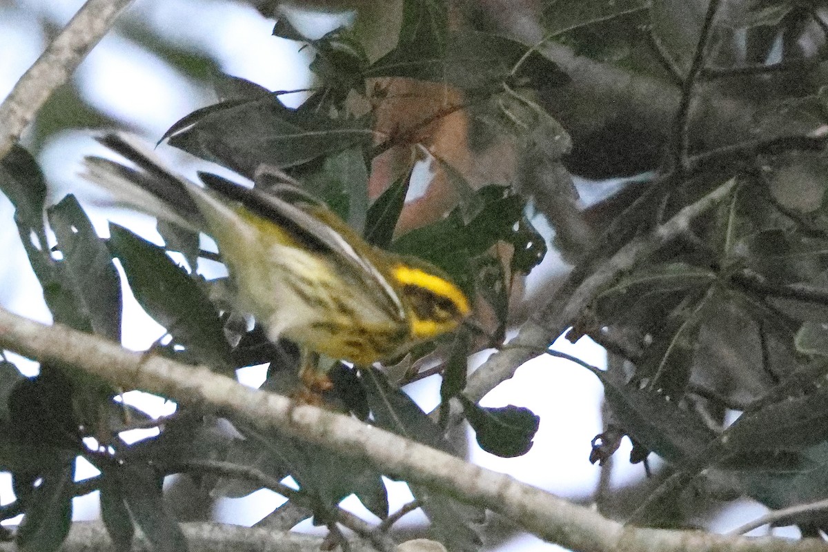 Townsend's Warbler - ML642551413