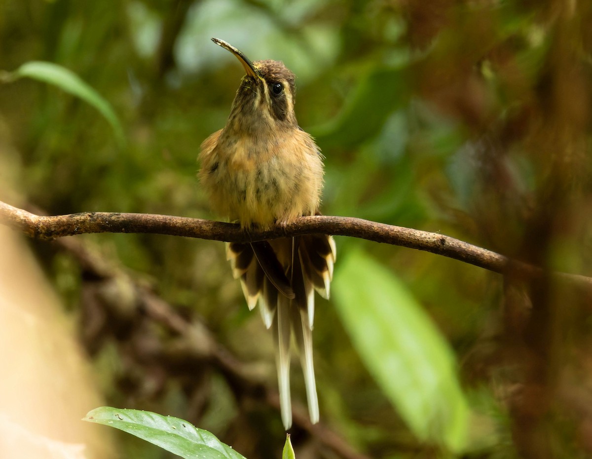 Dusky-throated Hermit - ML642551434