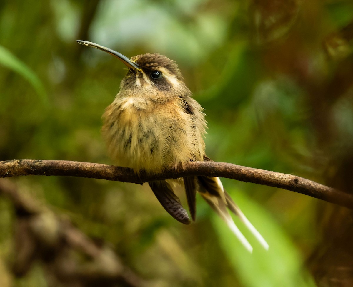 Dusky-throated Hermit - ML642551435