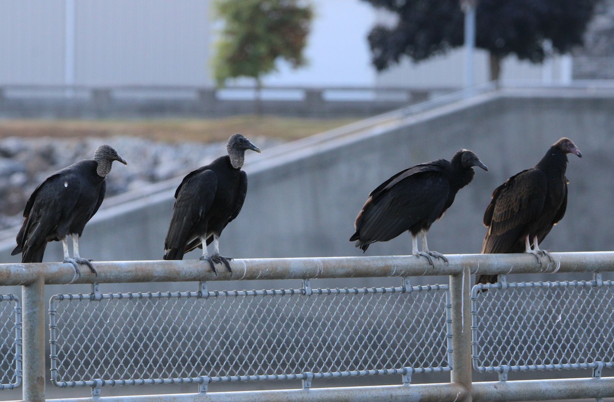 Black Vulture - ML642551436