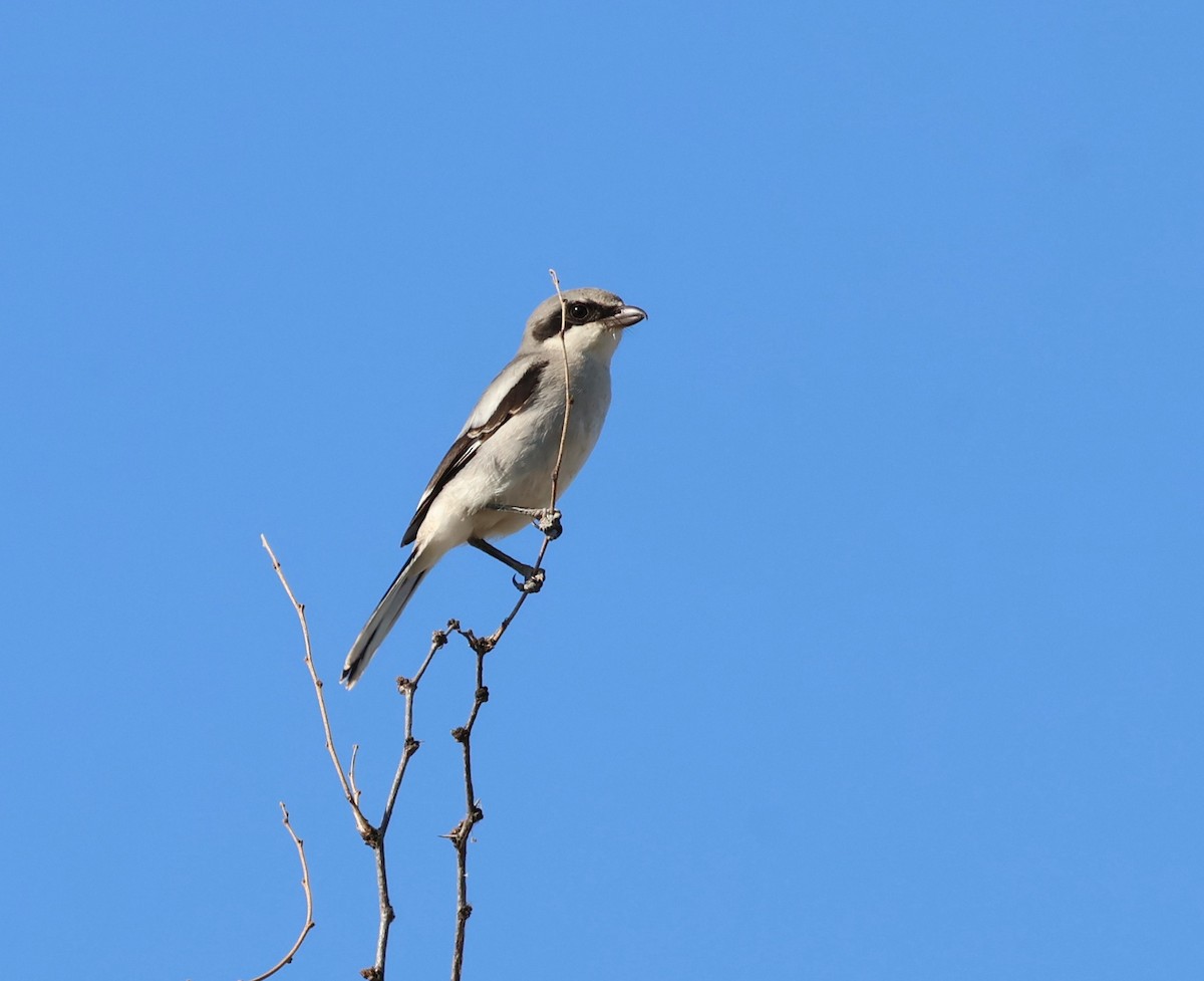 アメリカオオモズ - ML642551440