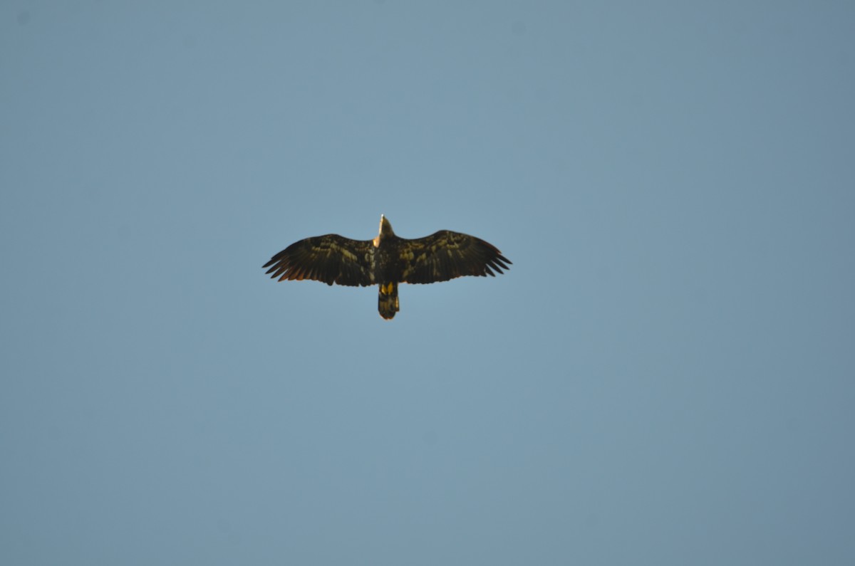 Bald Eagle - ML642551481