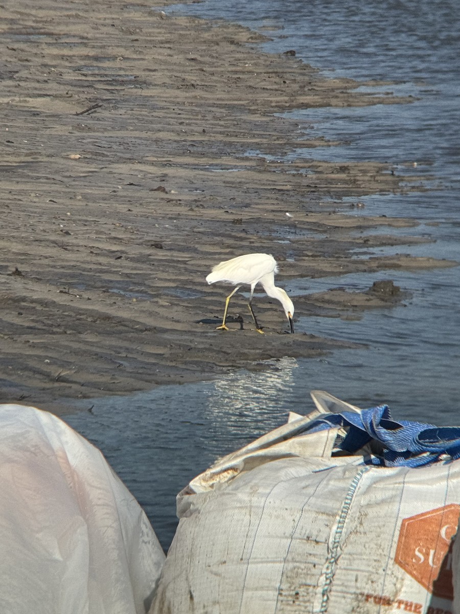 Snowy Egret - ML642551491