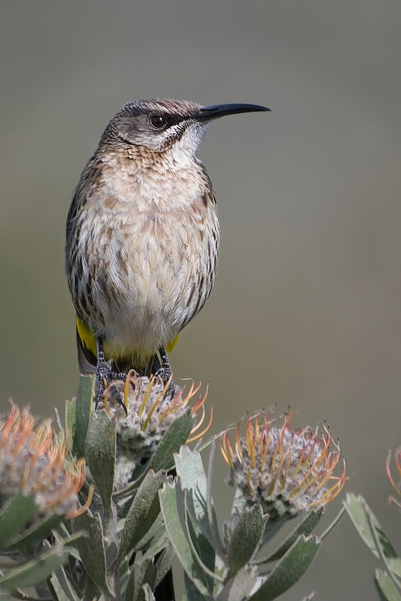 Cape Sugarbird - ML642551503