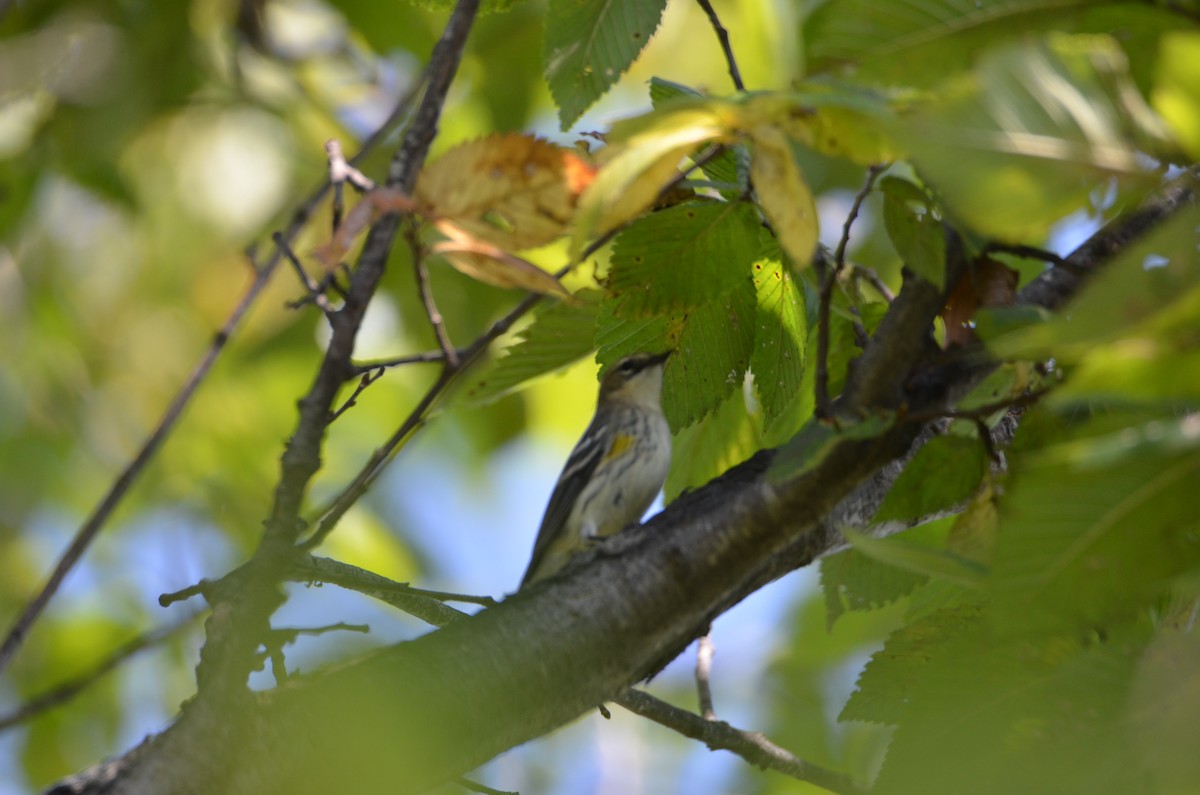 Yellow-rumped Warbler - ML642551525