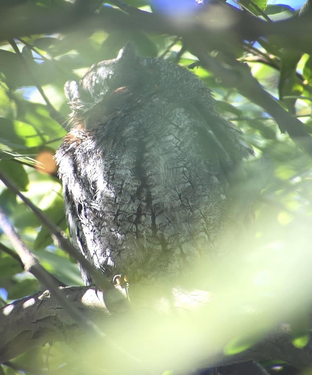 Flammulated Owl - ML642551529