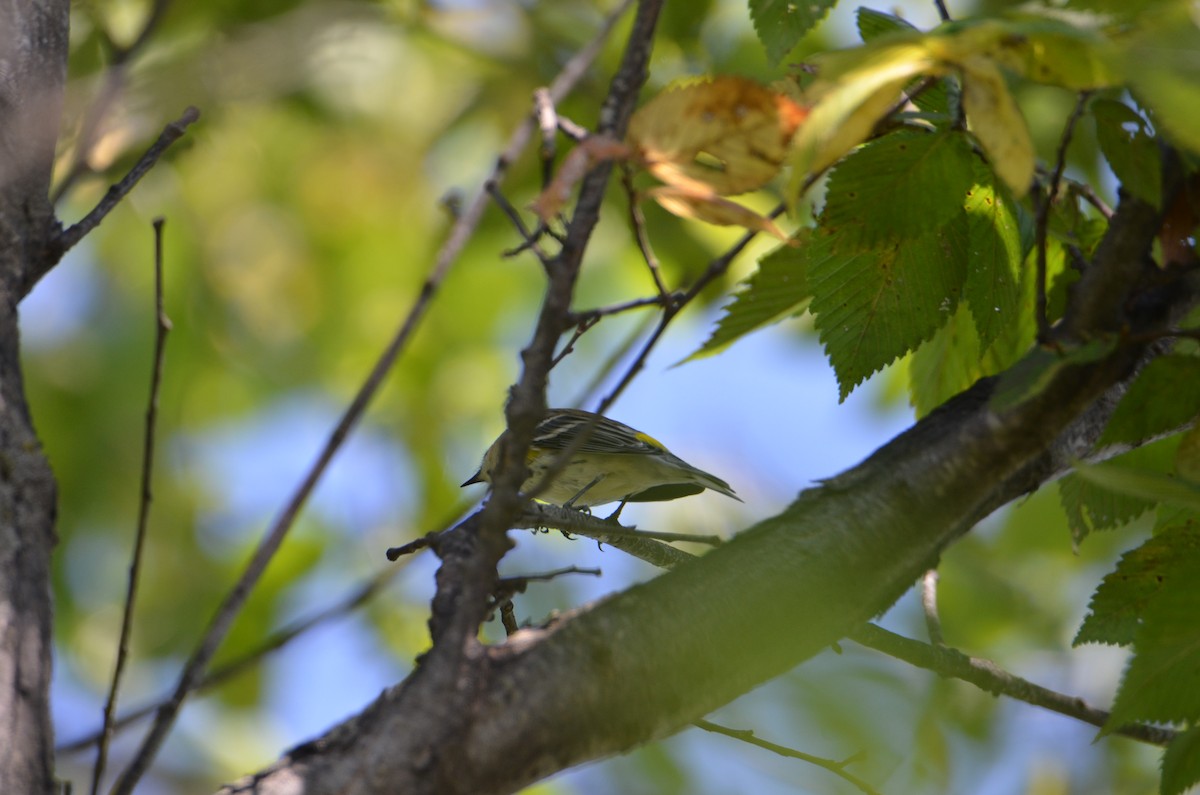 Yellow-rumped Warbler - ML642551544